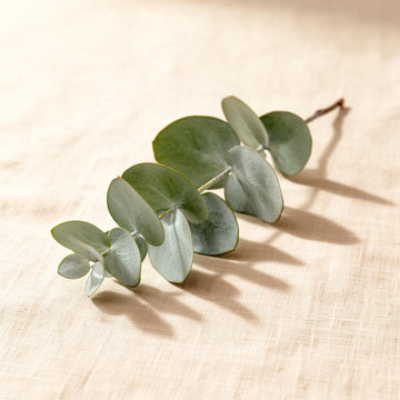 Eucalyptus