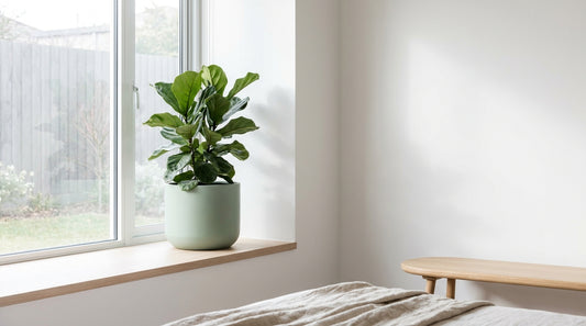 Damp vs mould Australia