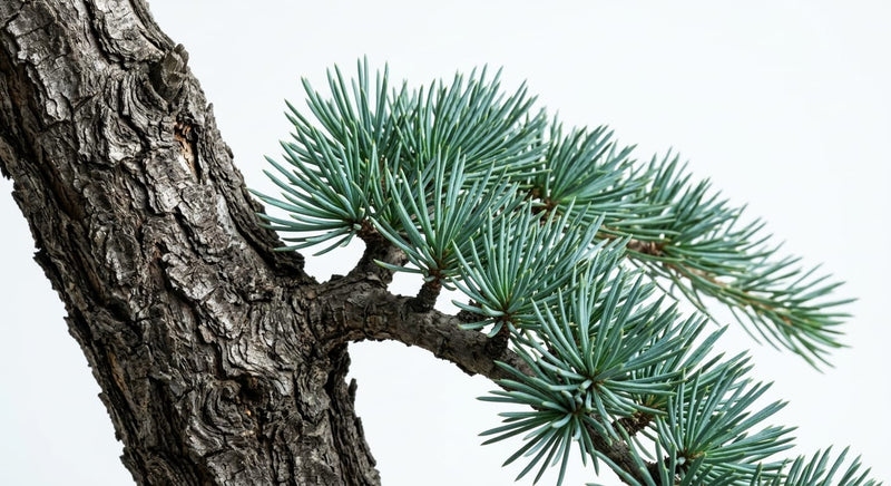 Cedarwood