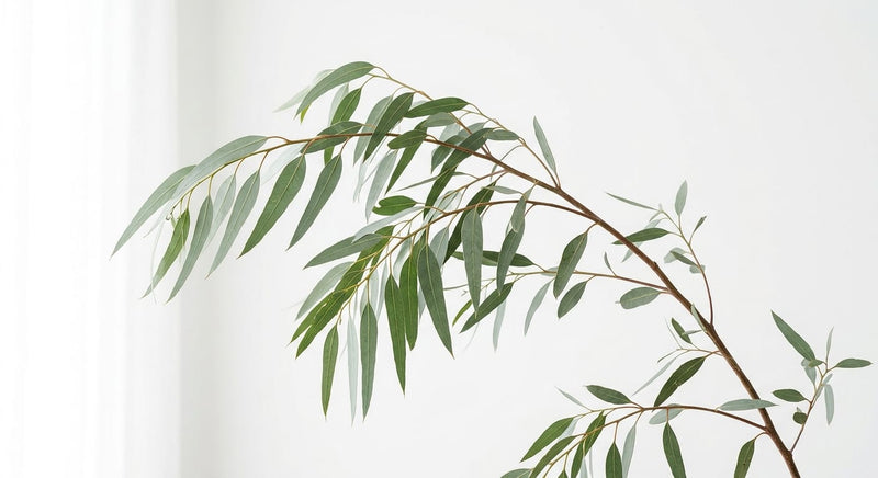 Eucalyptus leaves