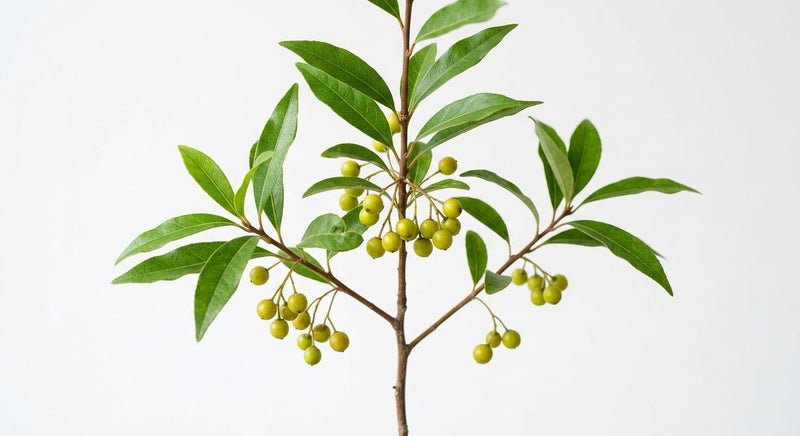 May Chang fruit