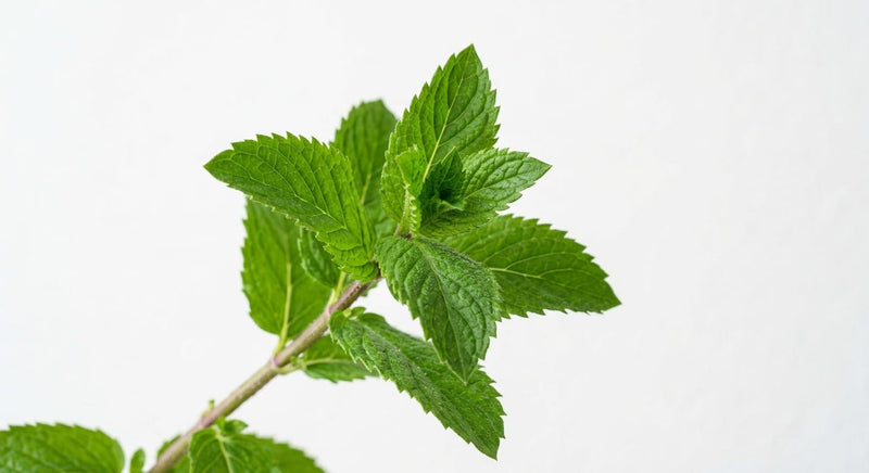 Fresh peppermint leaves