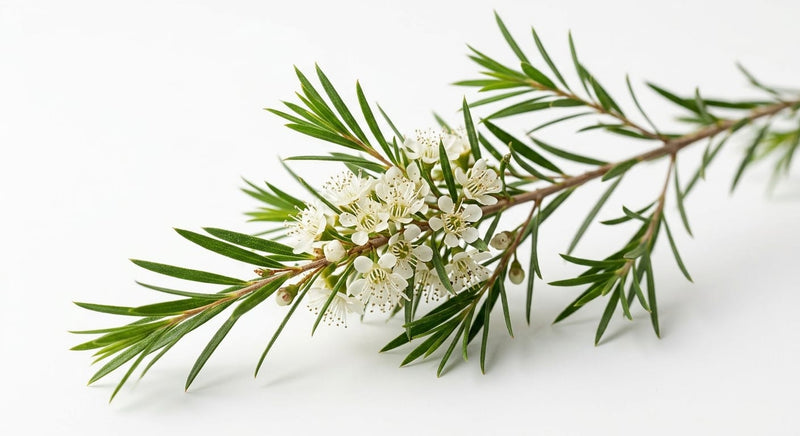 Tea tree leaves